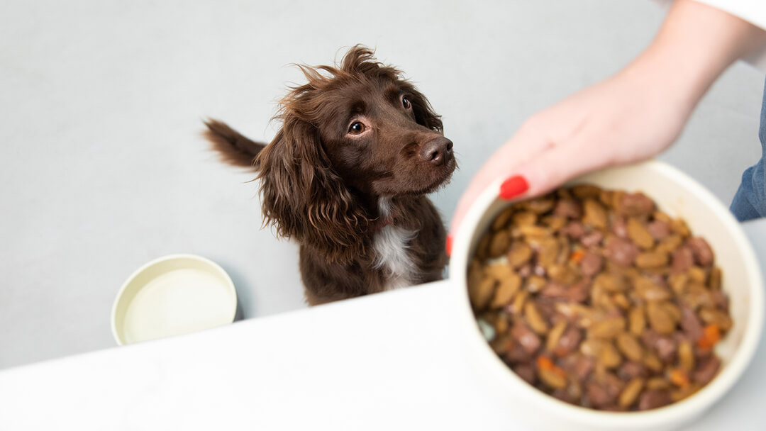 How much dry food outlet to give a puppy